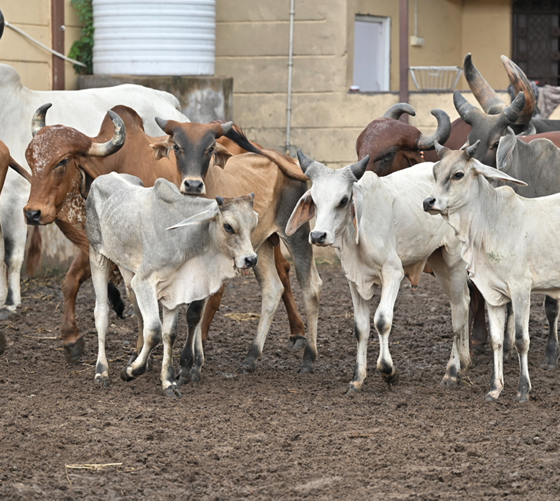 Cows in Gaushala